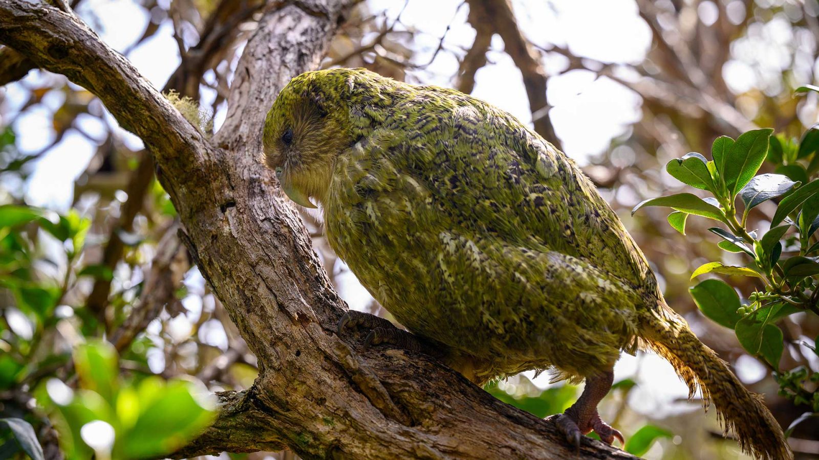 Žalia, tamsiais dryžiais išmarginta kakapo papūga tupi ant storos medžio šakos tarp lapų