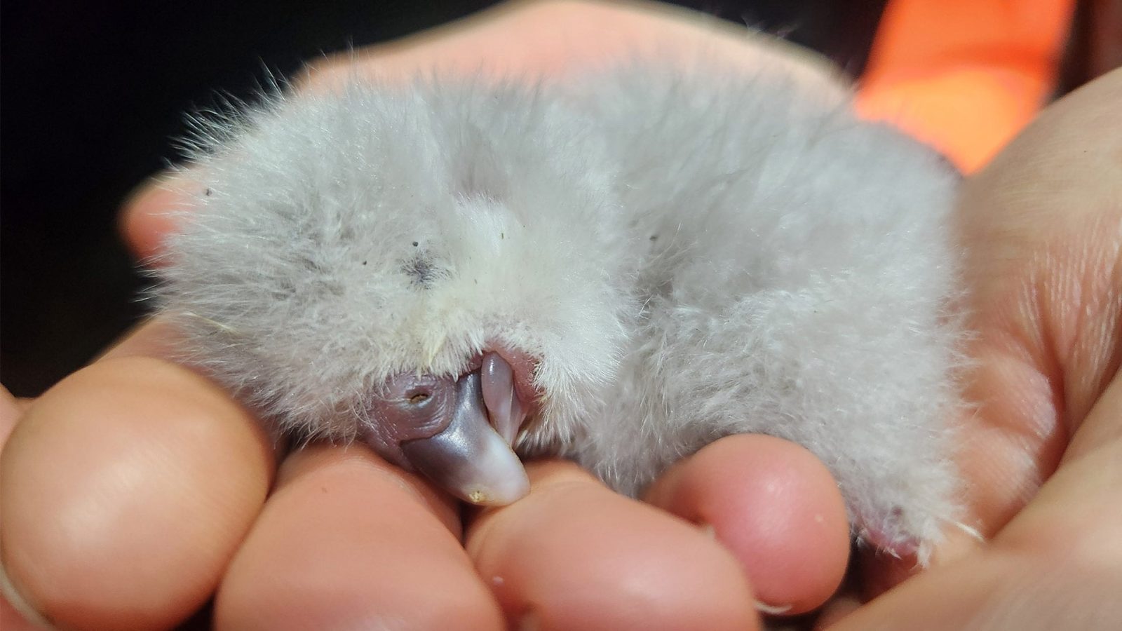 Ką tik išsiritęs pilkais pūkais apaugęs kakapo jauniklis guli žmogaus delnuose